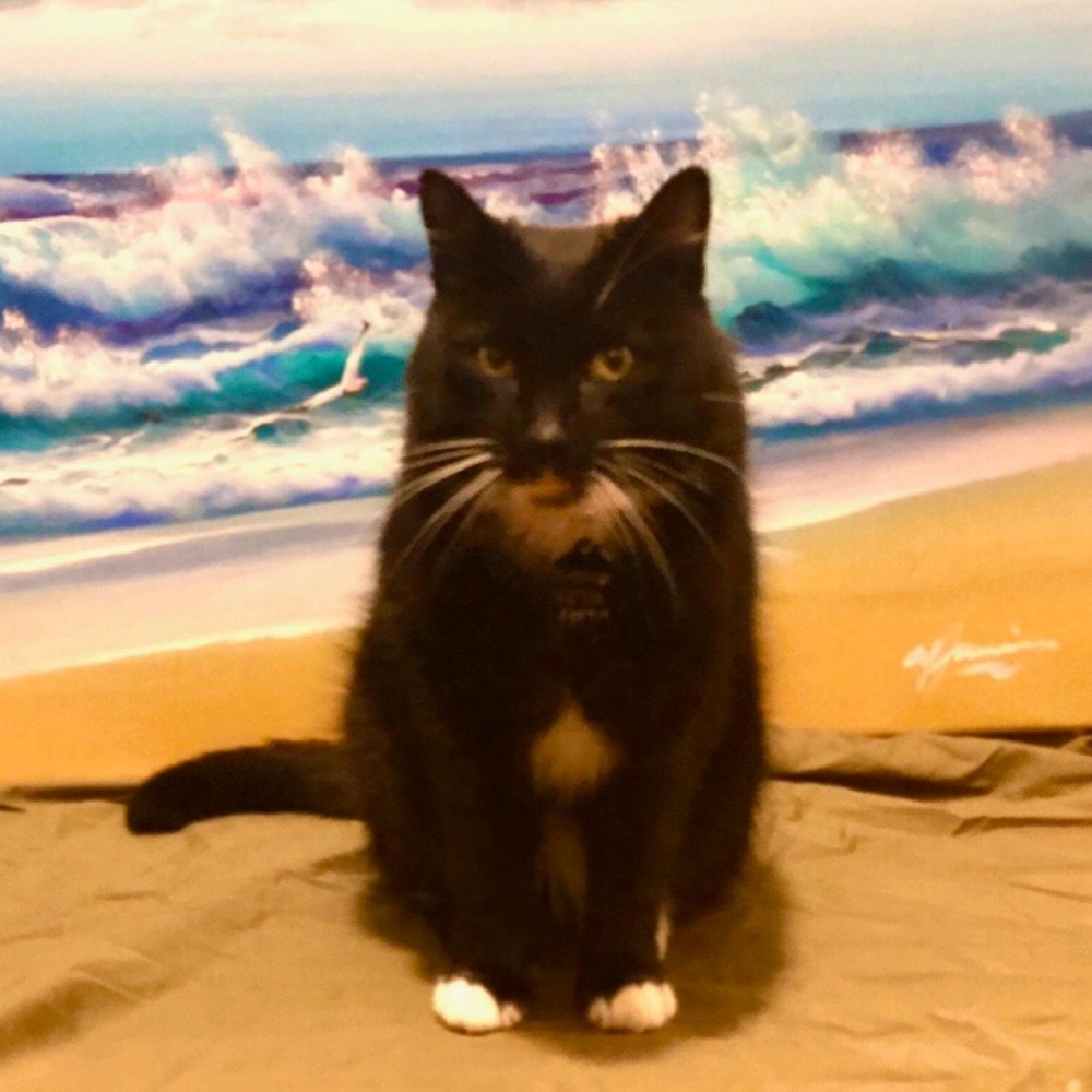 Meet your Posher, Hayley